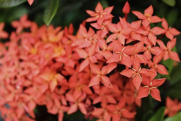 Red Ixora flower.Red spike flower. King Ixora blooming (Ixora chinensis). Rubiaceae flower.Ixora coccinea flower in the garden