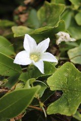 Lvy Gourd flower or Coccinia flower in garden.