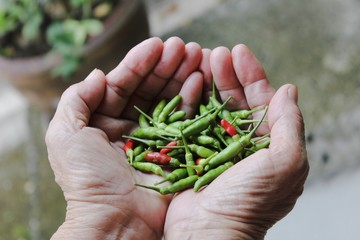 Chilli in hand of older farmer