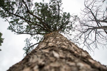 tree on a background of blue sky