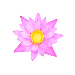 Pink water lily isolated on white background with clipping path