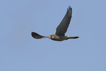 Common kestrel (Falco tinnunculus)