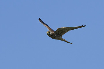 Common kestrel (Falco tinnunculus)