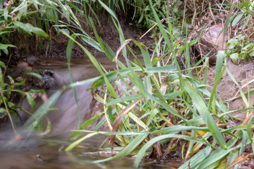 stream