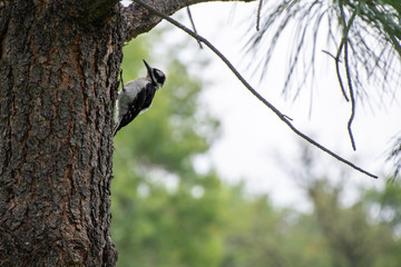 woodpecker on tree