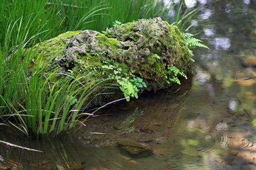  池と苔の生えた石