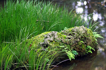 池と苔の生えた石