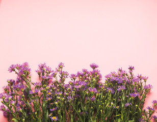 a field of small blue flowers on a pink background, as an underlay, background, space for text