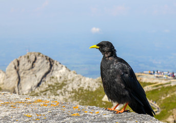 Alpine chough (Pyrrhocorax graculus) bird, whose characteristics is glossy black plumage, a yellow beak, red legs.