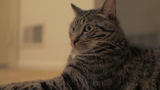 Tabby cat close staring then yawning