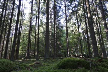 Fototapeta na wymiar Swedish forest