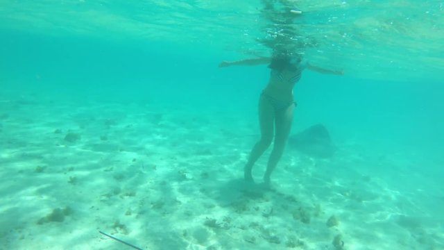 Snorkeling with Tahitian stingray (Himantura fai) in shallow water in a beautiful lagoon off Bora Bora island in French Polynesia, South Pacific Ocean (view from action camera)
