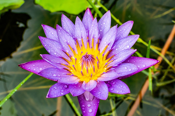 Purple lotus Blue Lotus Flower Flower lotus nature summer green plant