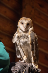 Obraz premium owl