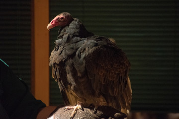 portrait of a vulture