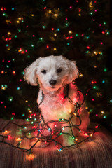 Small white dog sitting with colorful lights in the dark © AnnaZisk