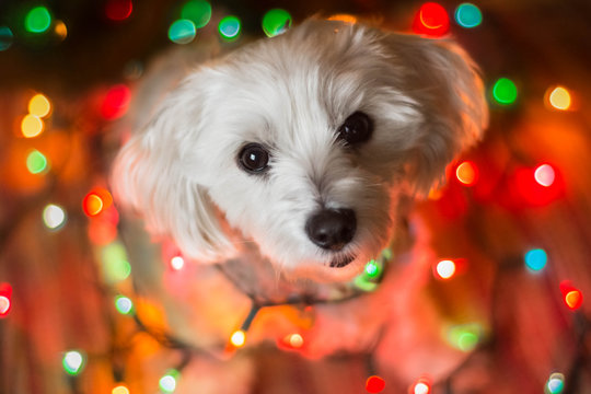 Small White Dog With Colorful Lights Looking Up At Camera