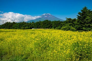 山中湖花の都公園からの富士山