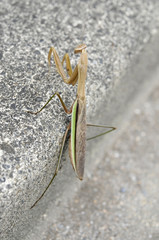 都会の昆虫　カマキリ
