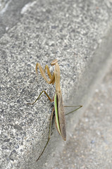 都会の昆虫　カマキリ