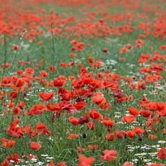 Obraz premium Mohnblumenfeld