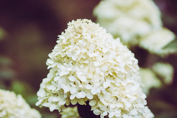 Blooming hydrangea in the garden. Shallow depth of field. 