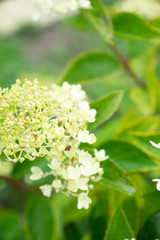Blooming hydrangea in the garden. Shallow depth of field. 