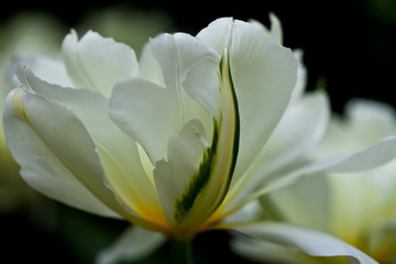 Tulpenblüte