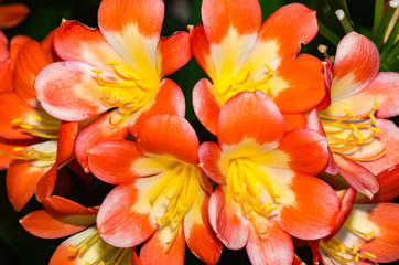 Orange Clivias