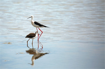 family of birds of the breed Black-winged stilt in the water