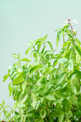 Side view of blooming basil plant with a place for text
