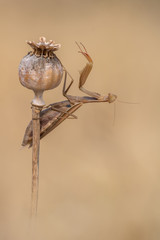 Mantis religiosa