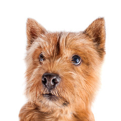 Portrait of a small, brown dog on a white background looking sad eyes