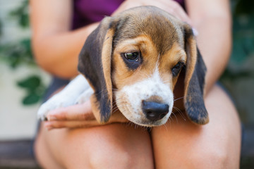 Tricolor purebred beagle puppy