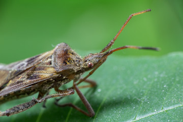 Macro photo of small insect on green leave