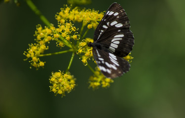 butterfly on flower, flower, butterfly, insect, nature, yellow, black, wings,plant ,  summer, macro, green - Powered by Adobe