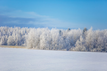 Trees covered with hoar frost on bright sunny winter day