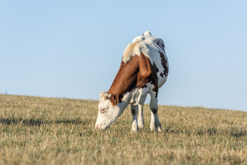 Vache dans pâturage