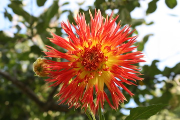 oragnge gelbe Dahlie