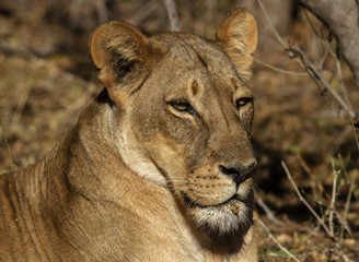 lions