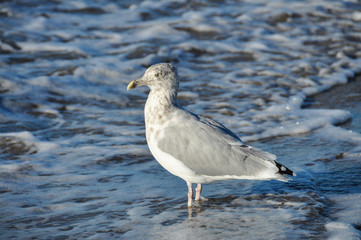 A seagull in Brooklyn
