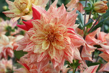 gesprenkelte Dahlie