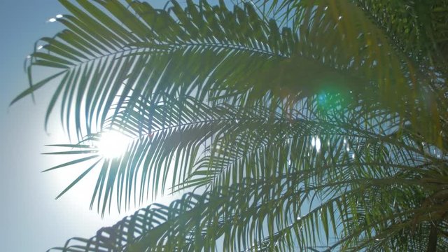 Beautiful silhouette palm tree sun shining through blue sky
