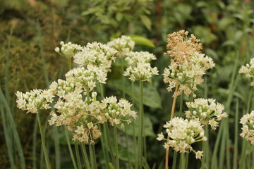 Fototapeta premium beautiful white flower
