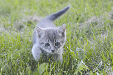 Naklejka na ściany i meble gray kitten is walking on the grass