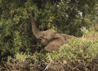 elephants on the move