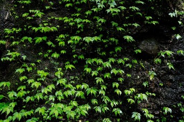 葉っぱがいっぱい