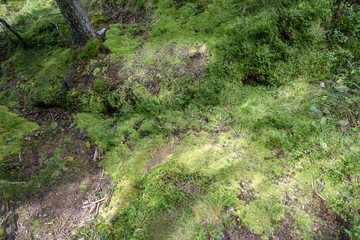 Moss, grass and vegetation in forest in Bucegi National Park