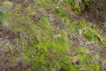 Moss, grass and vegetation in forest in Bucegi National Park
