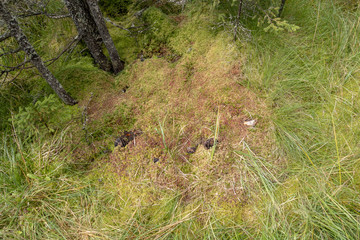 Moss, grass and vegetation in forest in Bucegi National Park